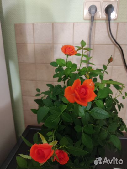 Укорененные черенки комнатная роза кордана