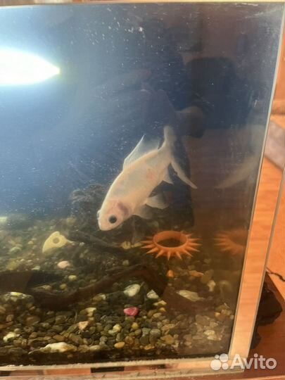 Аквариум с рыбами