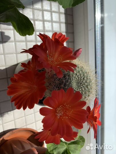 Кактус Ребуция укоренённые детки