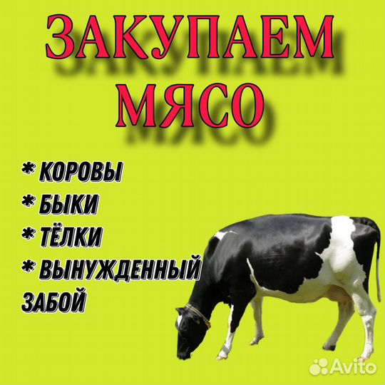 Закупаем мясо