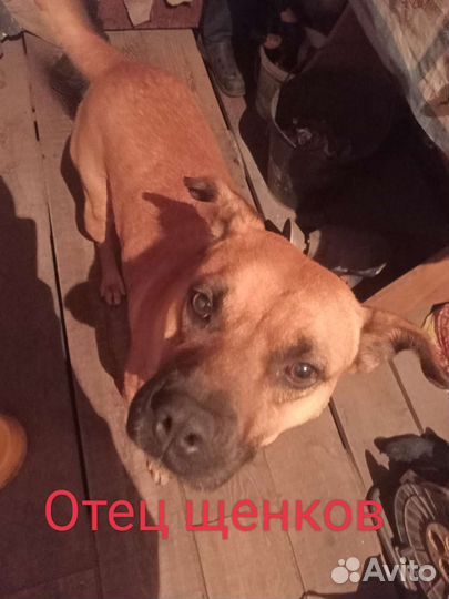 Щенки ищут новых хозяев