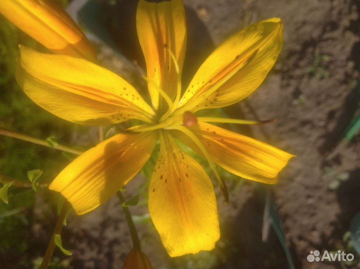 Многолетние цветы для сада