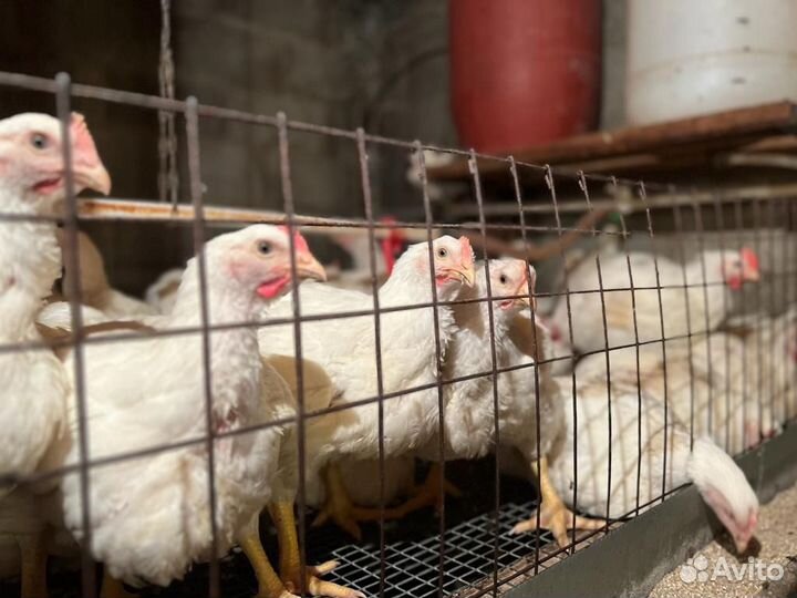 Куры бройлер домашние