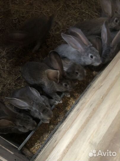 Фландер ризен