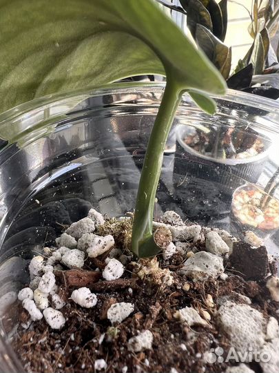 Сциндапсус jade satin (Жаде Сатин)