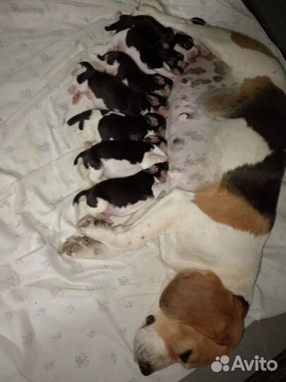 Бигль щенки