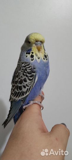 Выставочный Волнистый Попугай Чех
