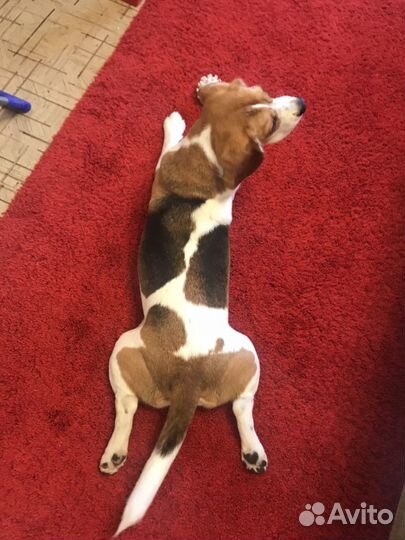 Ветеринарный врач на дом, ветеринар, Стрижка кошки