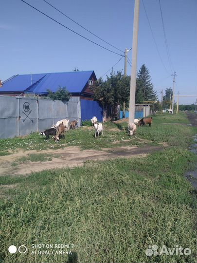 Нубийский козел