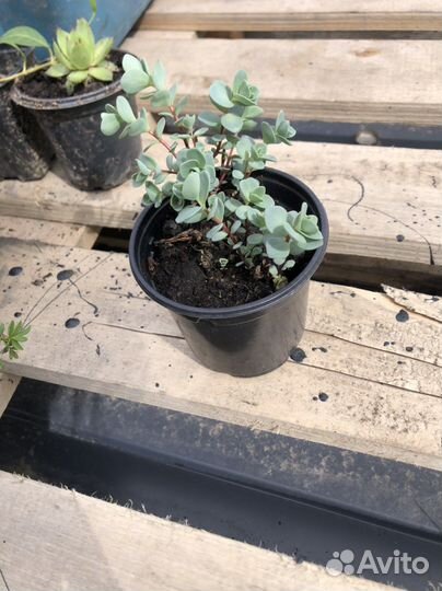 Очитки, почвопокровные