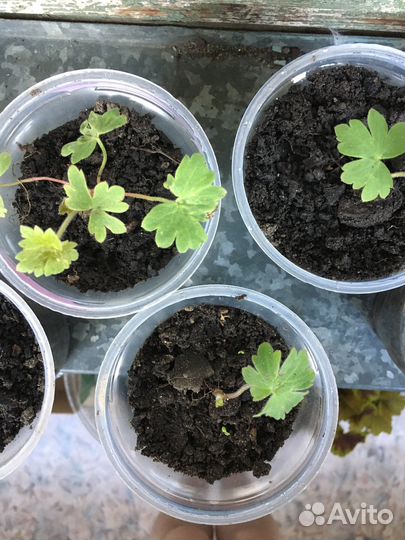 Дельфиниум