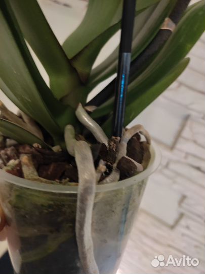 Орхидея фаленопсис