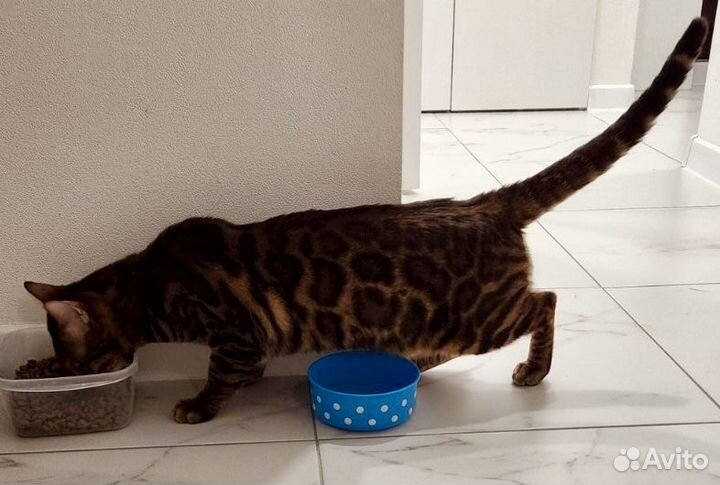 Вязка с Бенгалом