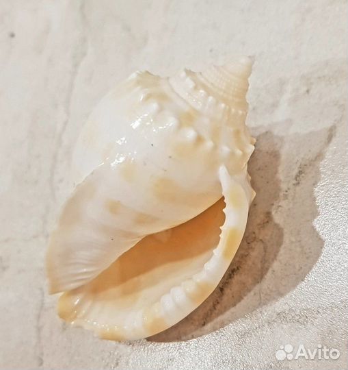 Продаю рапаны