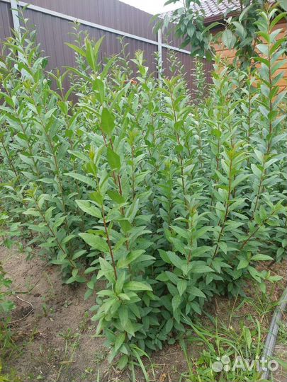 Живая изгородь Бирючина