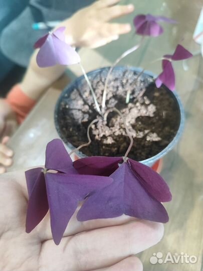 Кислица оксалис