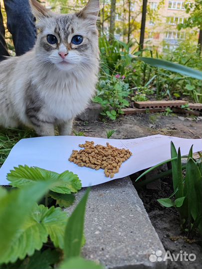 Кошка