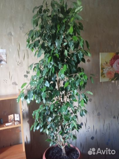 Продам Фикус Бенджамина