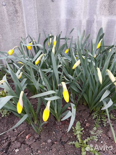 Нарцисс с луковицей