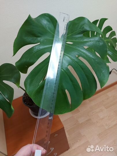Домашнее растение Монстера