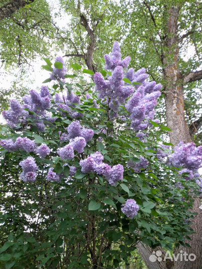 Саженцы Сирени