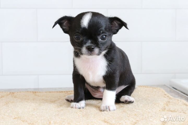 Чихуахуа девочки