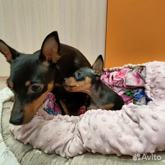 Цвергпинчер