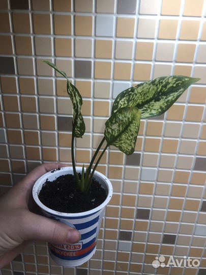 Диффенбахия