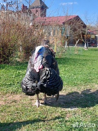 Индюшата Бронзовая северо кавказская