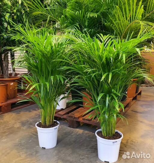 Арека пальма