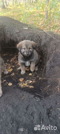 Отдам бесплатно щенки