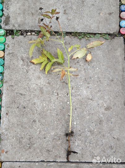 Малина земляничная (тибетская) (розолин)