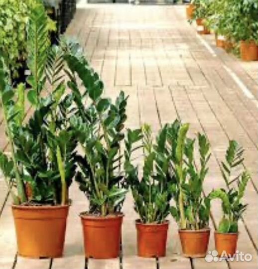 Замиокулькас