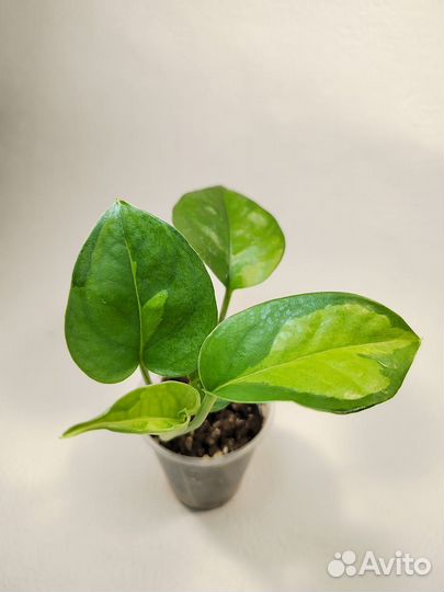 Эпипремнумы разные