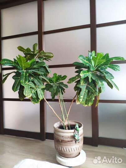 Кротон 1,35 метра многолетний