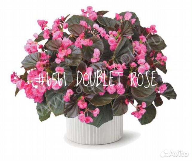 Бегония (Begonia) Вечноцветущая Полуампельная