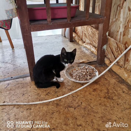 Кошки в добрые руки бесплатно