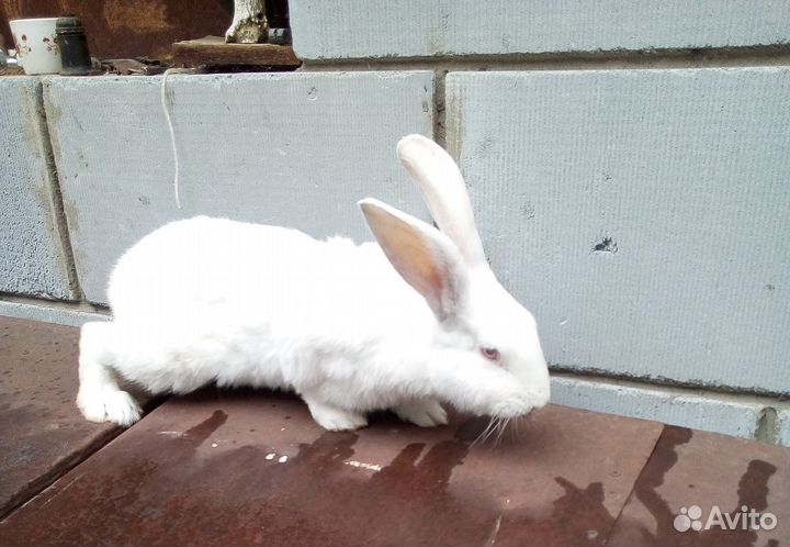 Продам на племя