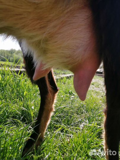 Козочки и козлики нубийские