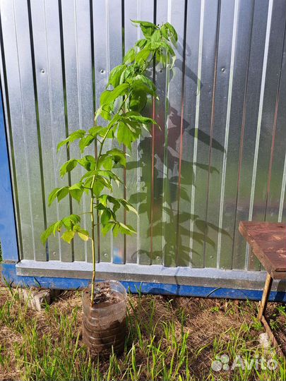 Ремонтантная малина Полька