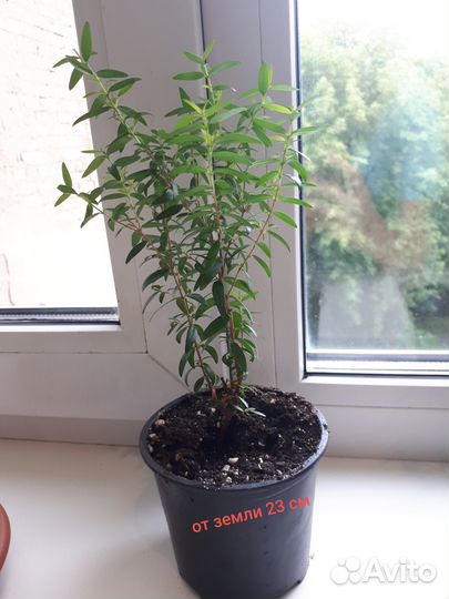 Продам саженцы Мирта-Миртового дерева