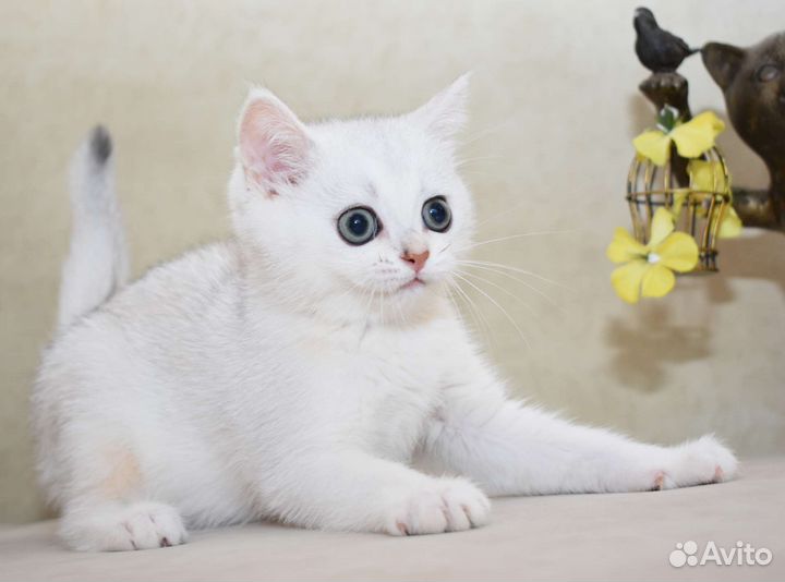 Шотландские котята. Питомник