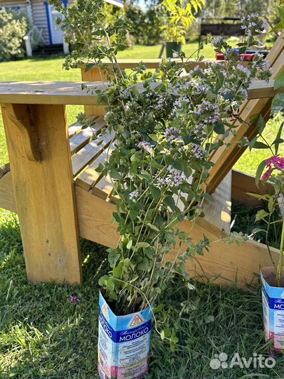 Многолетники для сада