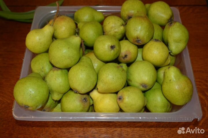 Груша садовая