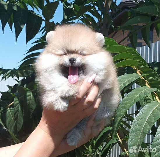 Померанский шпиц