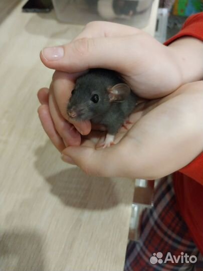 Декоративная крыса дамбо