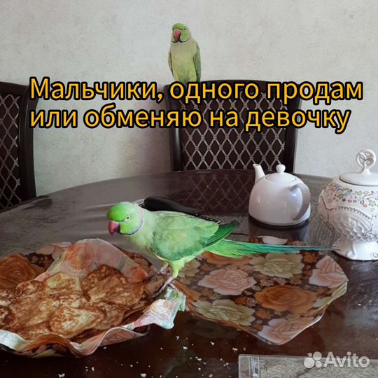Ожереловый попугай