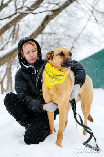 Собака из приюта надеется на чудо