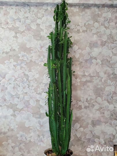 Кактус Молочай Треугольный 110cm