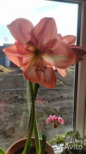 Гиппеаструм